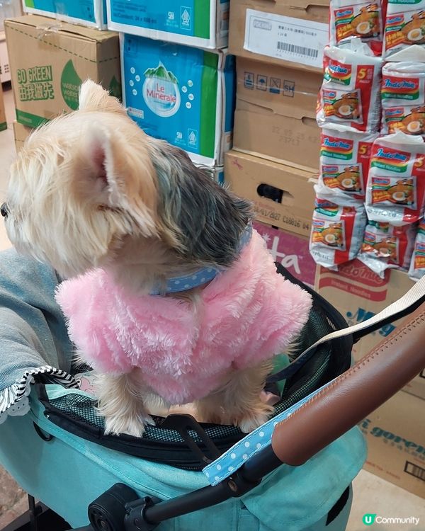 旺角花園街的小可愛