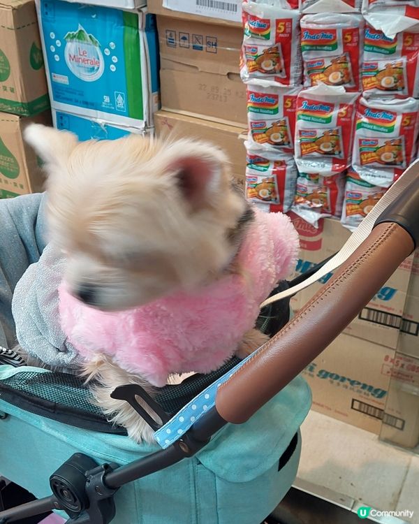 旺角花園街的小可愛