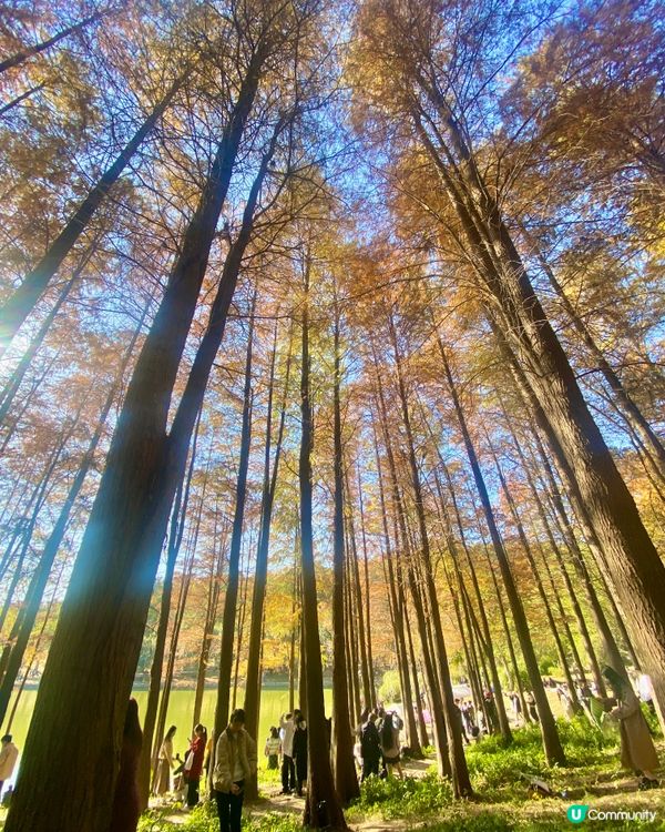 🍂蓮花山公園 - 蓮花湖落羽杉🍂