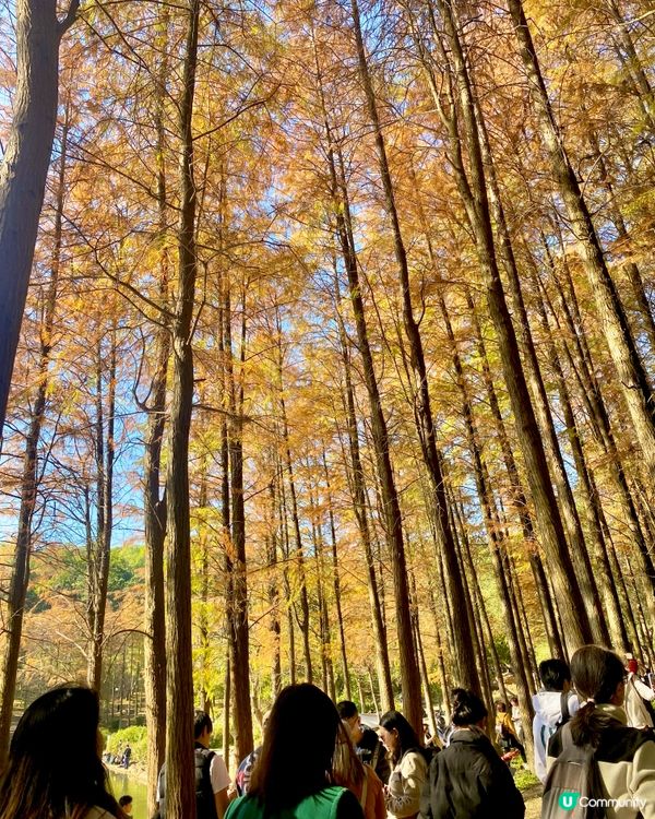 🍂蓮花山公園 - 蓮花湖落羽杉🍂