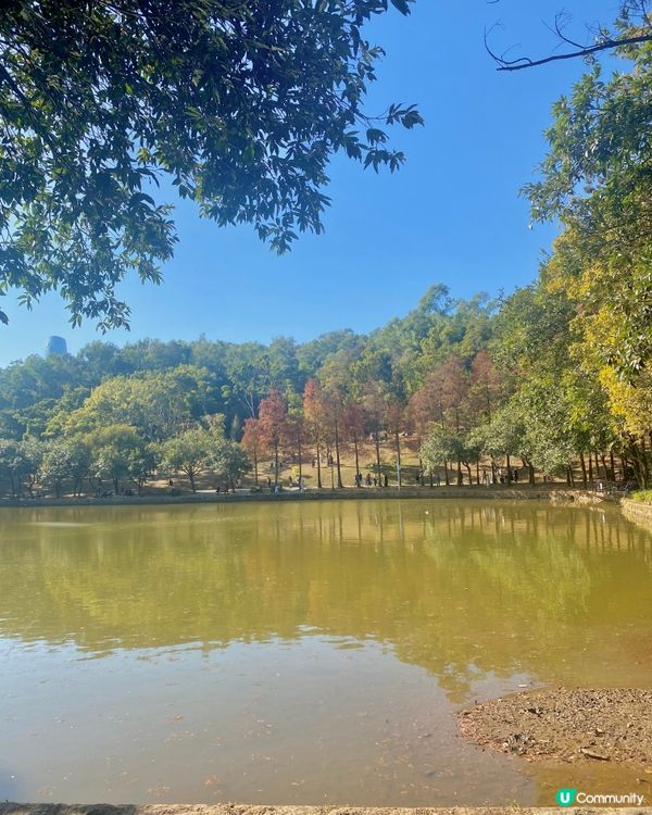 🍂蓮花山公園 - 蓮花湖落羽杉🍂