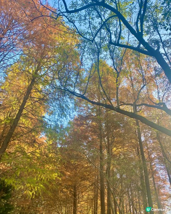🍂蓮花山公園 - 蓮花湖落羽杉🍂
