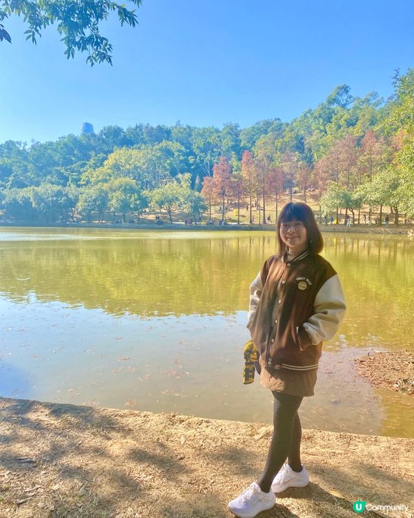 🍂蓮花山公園 - 蓮花湖落羽杉🍂