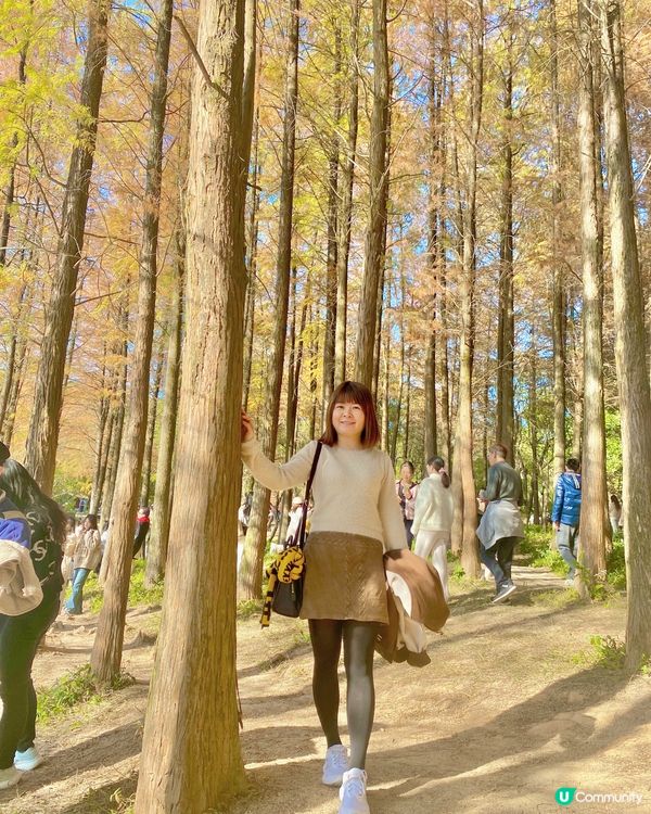 🍂蓮花山公園 - 蓮花湖落羽杉🍂