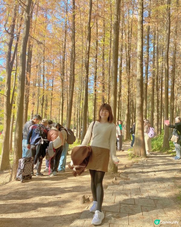 🍂蓮花山公園 - 蓮花湖落羽杉🍂