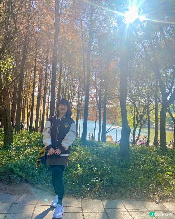 🍂蓮花山公園 - 蓮花湖落羽杉🍂