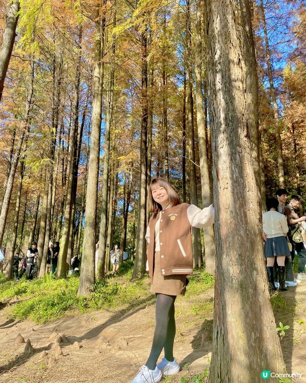 🍂蓮花山公園 - 蓮花湖落羽杉🍂