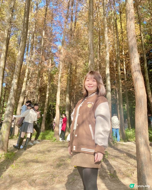 🍂蓮花山公園 - 蓮花湖落羽杉🍂