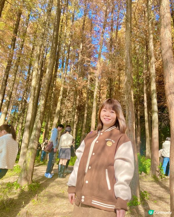 🍂蓮花山公園 - 蓮花湖落羽杉🍂