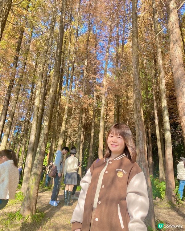 🍂蓮花山公園 - 蓮花湖落羽杉🍂