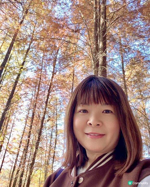 🍂蓮花山公園 - 蓮花湖落羽杉🍂