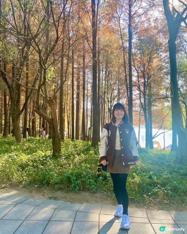 🍂蓮花山公園 - 蓮花湖落羽杉🍂