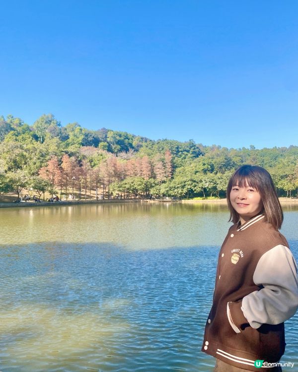 🍂蓮花山公園 - 蓮花湖落羽杉🍂