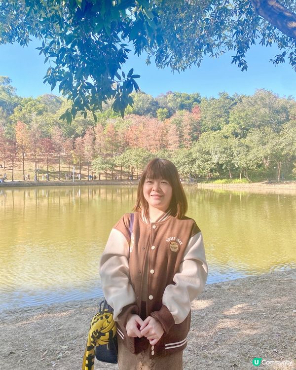 🍂蓮花山公園 - 蓮花湖落羽杉🍂