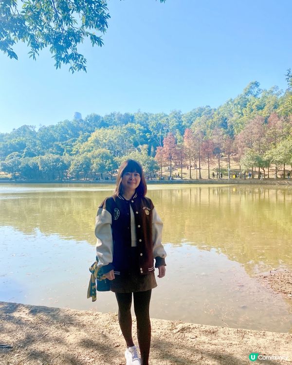 🍂蓮花山公園 - 蓮花湖落羽杉🍂