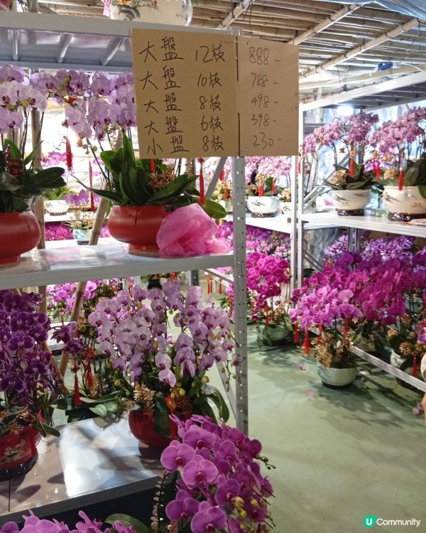 逛維園年宵花巿-買年花買個好意頭