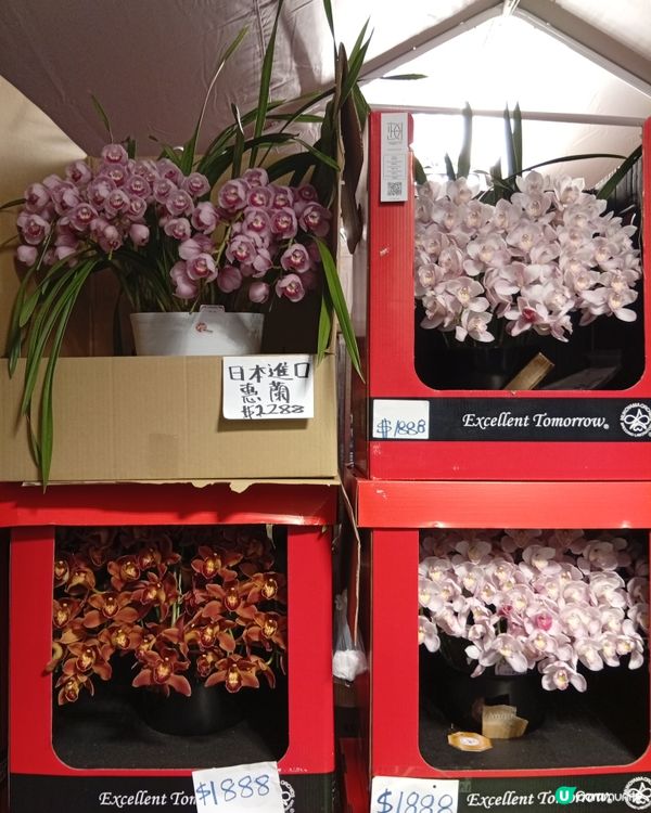 逛維園年宵花巿-買年花買個好意頭