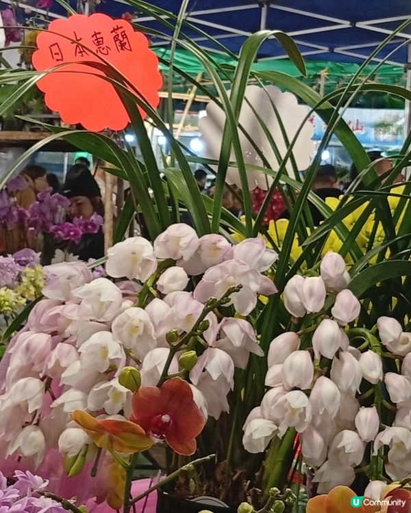 逛維園年宵花巿-買年花買個好意頭