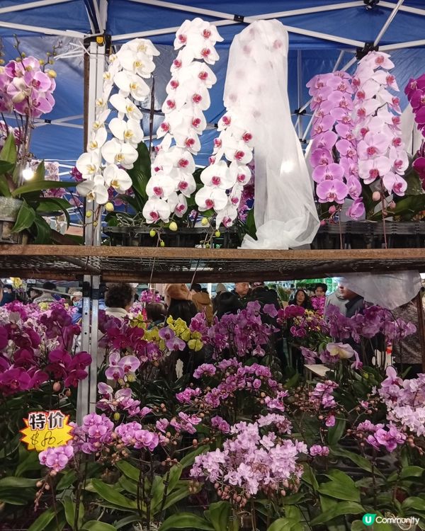 逛維園年宵花巿-買年花買個好意頭