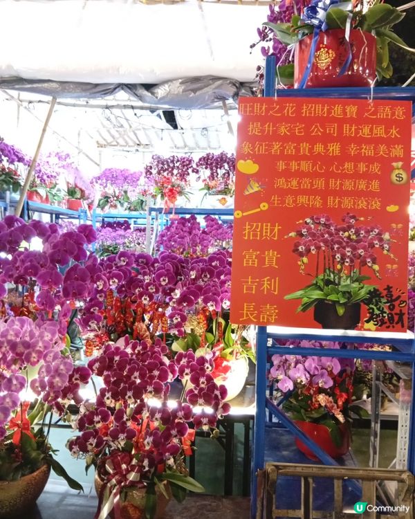 逛維園年宵花巿-買年花買個好意頭