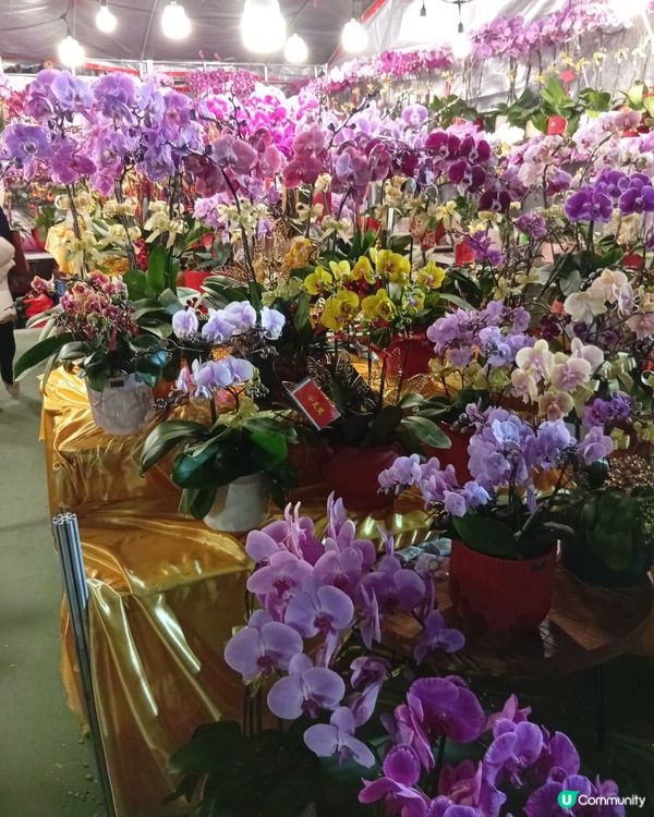 逛維園年宵花巿-買年花買個好意頭
