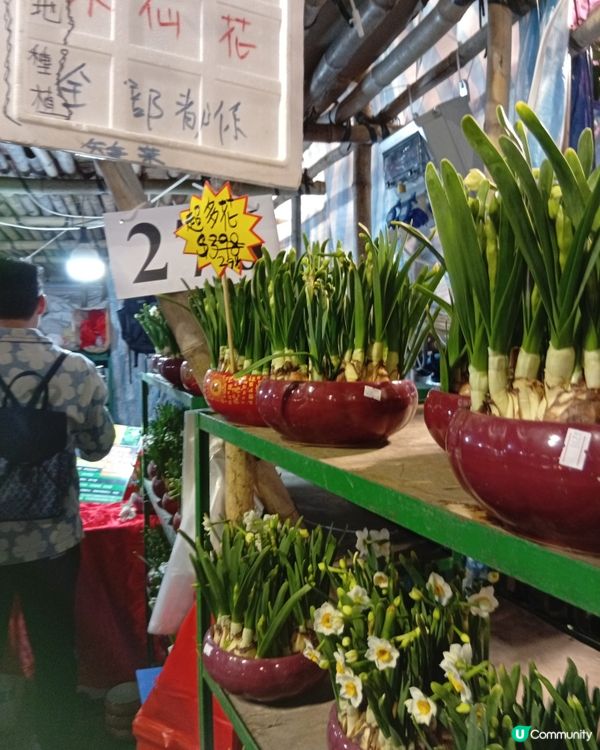 逛維園年宵花巿-買年花買個好意頭