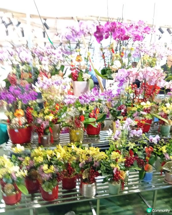 逛維園年宵花巿-買年花買個好意頭