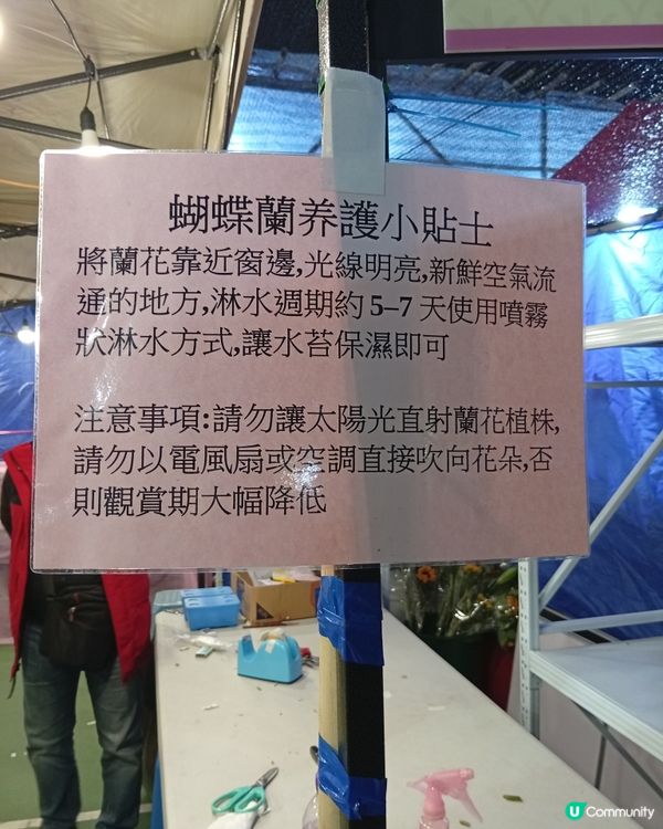 逛維園年宵花巿-買年花買個好意頭