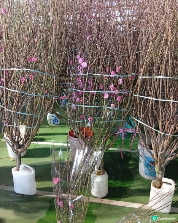 逛維園年宵花巿-買年花買個好意頭