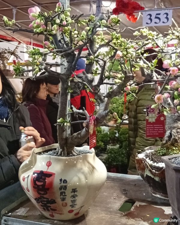 逛維園年宵花巿-買年花買個好意頭