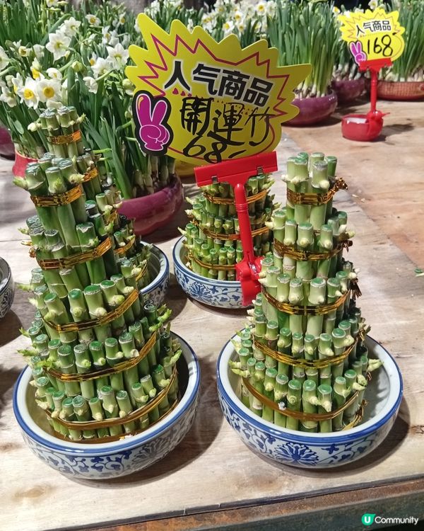 逛維園年宵花巿-買年花買個好意頭