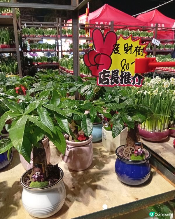 逛維園年宵花巿-買年花買個好意頭
