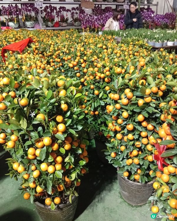 逛維園年宵花巿-買年花買個好意頭