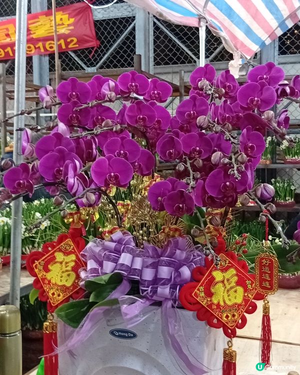 逛維園年宵花巿-買年花買個好意頭