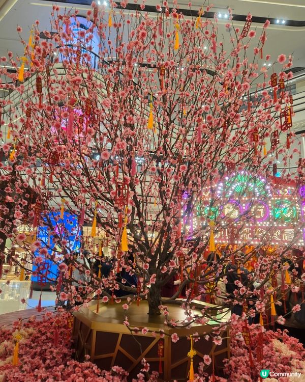 盛放的桃花，美不勝收