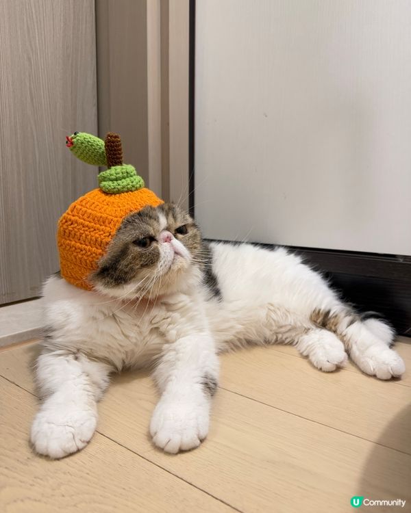 🧧恭喜發財!細Mo祝大家蛇年行大運,身體健康,大人搵多d錢錢...