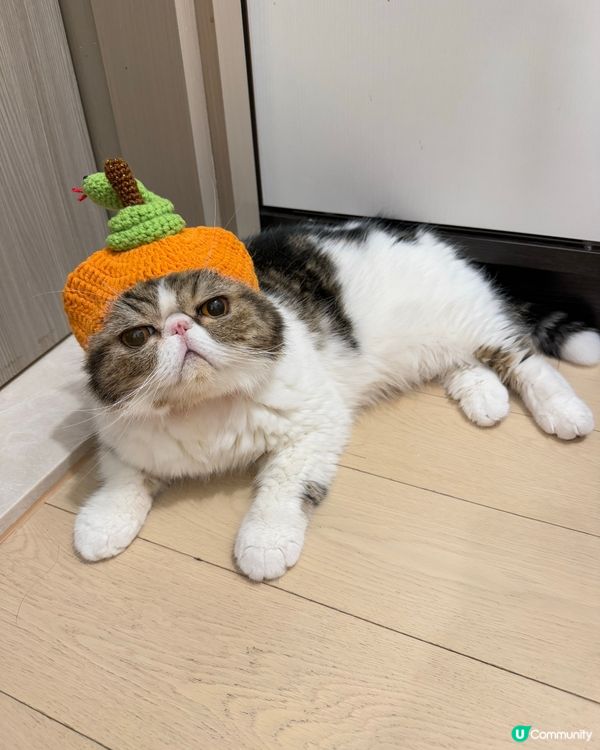 🧧恭喜發財!細Mo祝大家蛇年行大運,身體健康,大人搵多d錢錢...