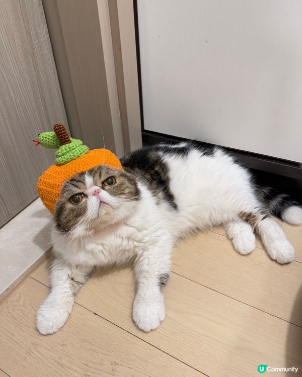 🧧恭喜發財!細Mo祝大家蛇年行大運,身體健康,大人搵多d錢錢...