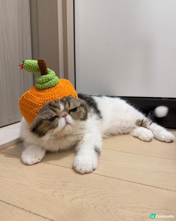 🧧恭喜發財!細Mo祝大家蛇年行大運,身體健康,大人搵多d錢錢...