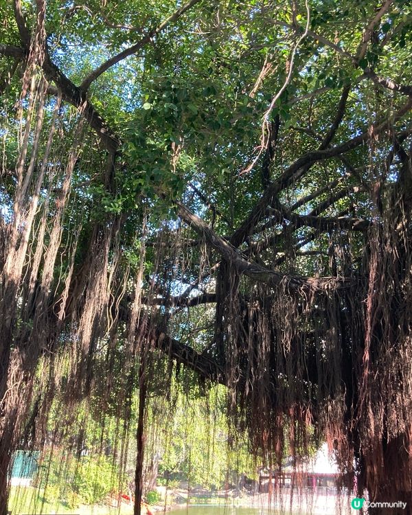 新春屯門公園走走