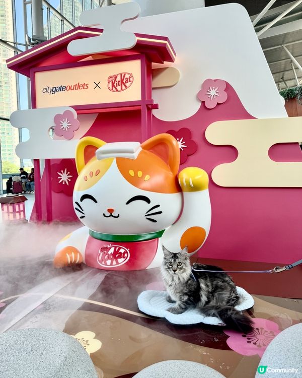 香港都有日本神社？呢度有好多招財貓招財啊！