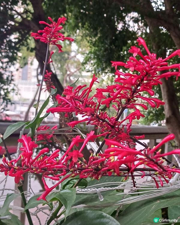 完全未試過咁難受~