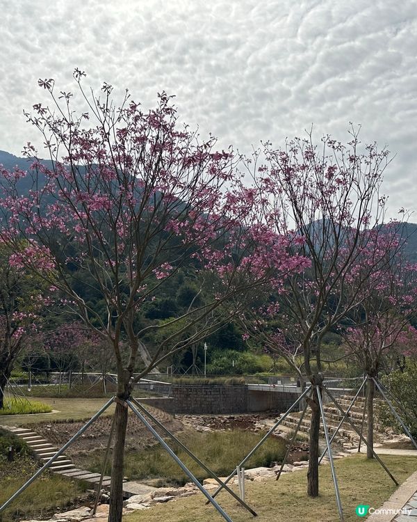 人面桃花相映紅