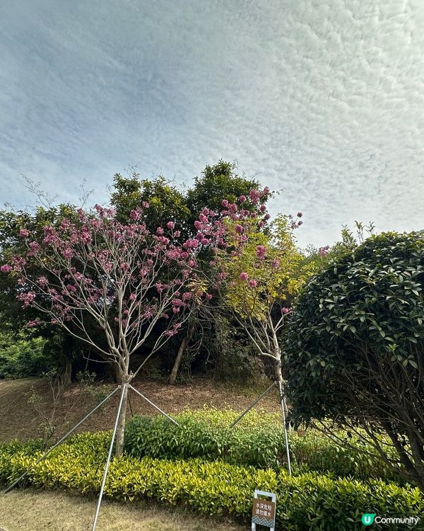 人面桃花相映紅