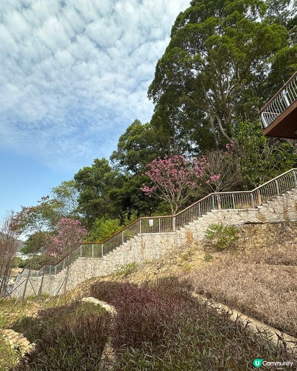 人面桃花相映紅