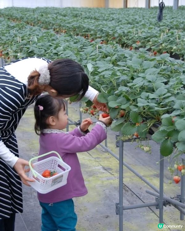 ## 新潟🍓越後姫🍓任摘任食！😋