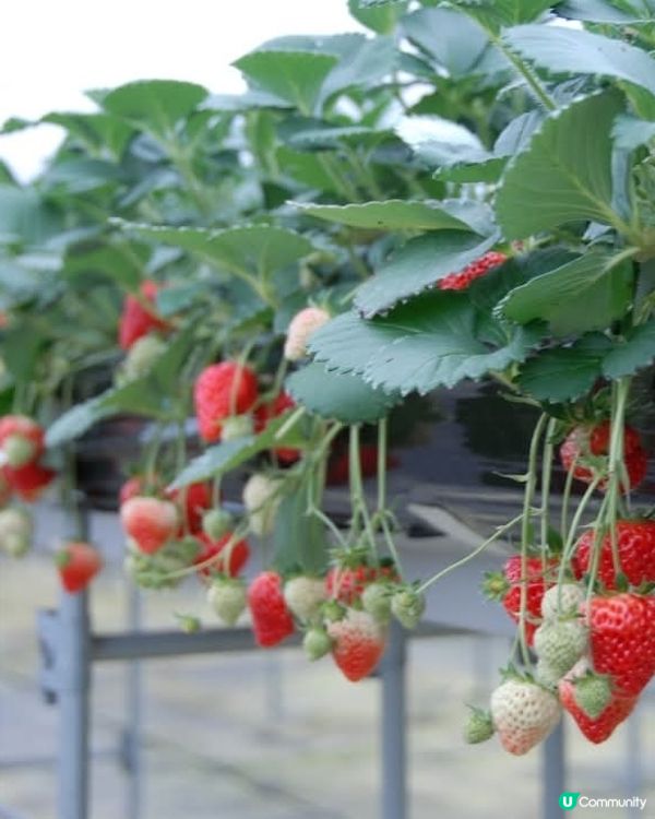 ## 新潟🍓越後姫🍓任摘任食！😋