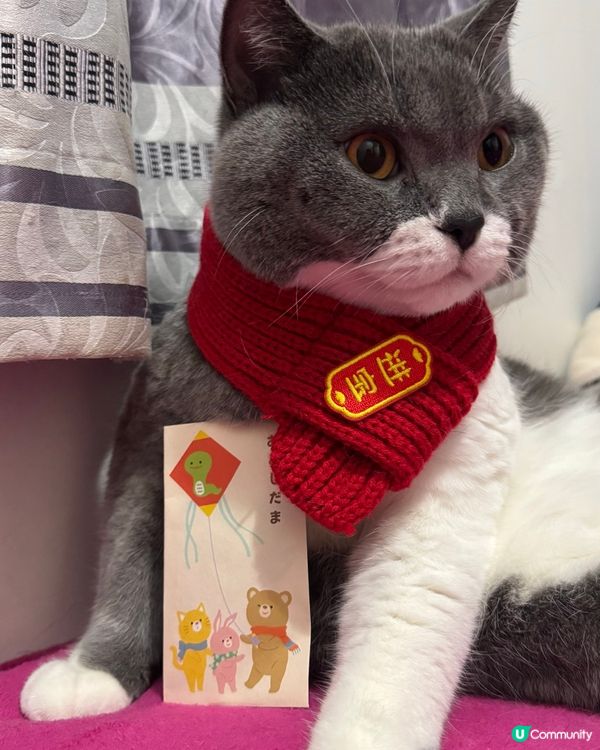 恭喜發財利是逗來🧧🧧🧧