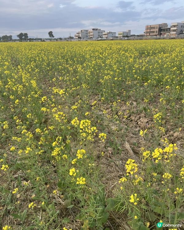 ｛珠海打卡熱點｝春日打卡💛油菜花田打卡攻略