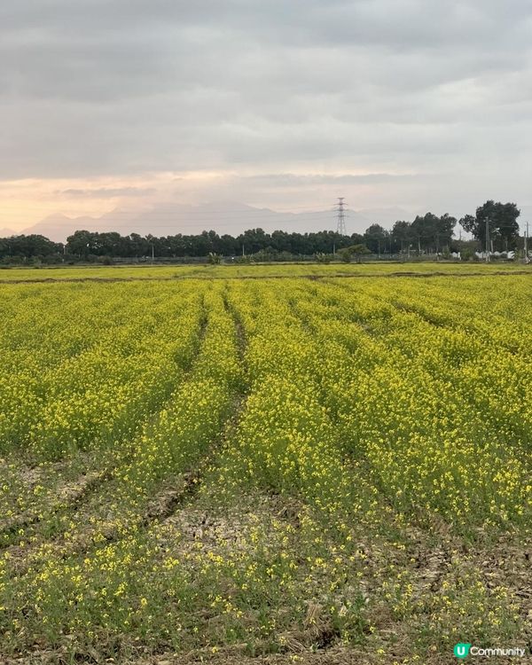 ｛珠海打卡熱點｝春日打卡💛油菜花田打卡攻略